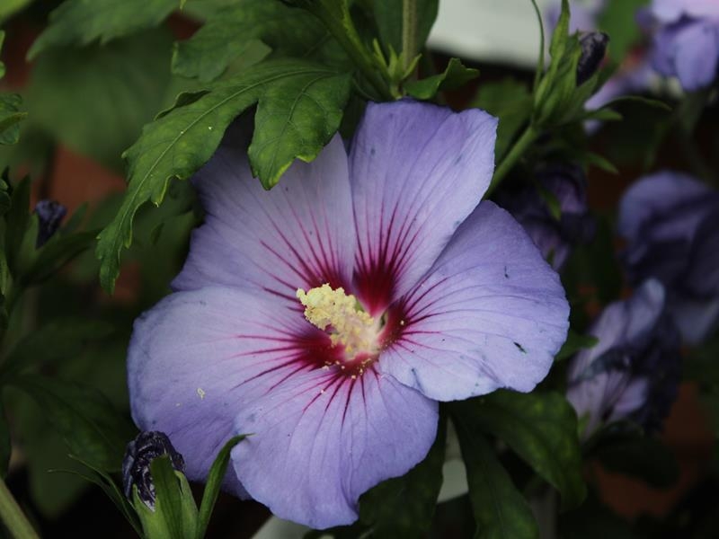 Hibiscus syriacus 'Bluebird'-0