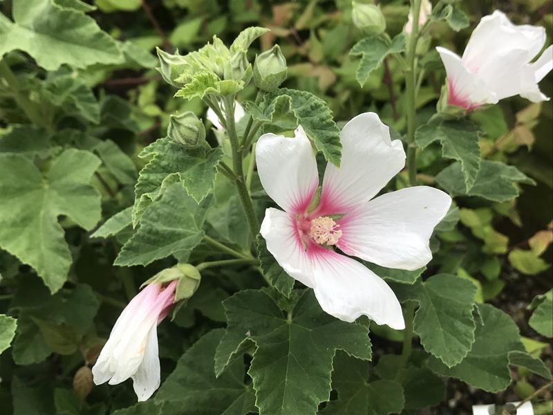 Lavatera x clementii 'Mary Hope'-0