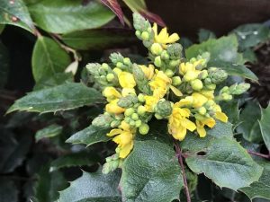 Mahonia aquifolium -0