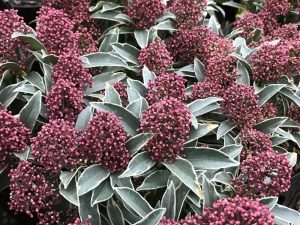 Skimmia japonica 'Mystic Marlot'-0
