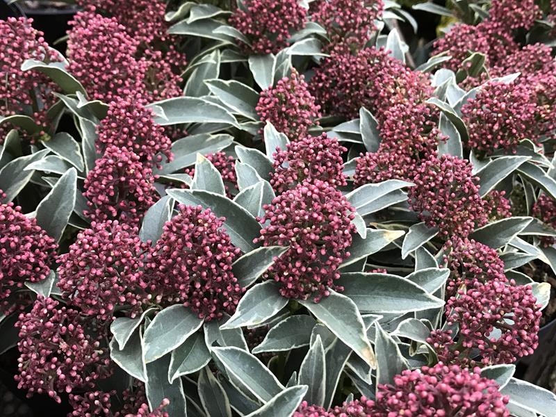 Skimmia japonica 'Mystic Marlot'-0