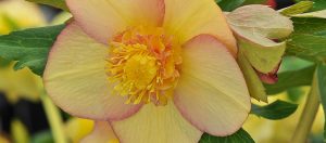 Ashwood Nurseries to exhibit hellebores at Chelsea