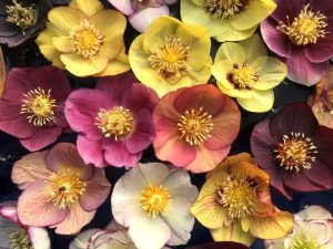 Spotlight on Hellebores: Ashwood Evolution Group