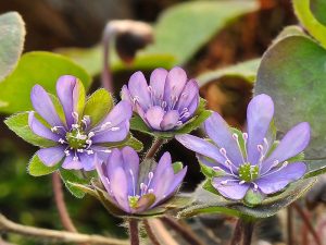 Hepatica nobilis Ohleila Group-0