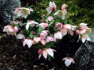 Helleborus x belcheri 'Pink Ice'-0