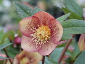 Helleborus x hybridus (Ashwood Evolution Group) Sunset shades (golden nectaries, spotted)-0