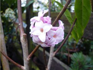 Daphne bholua ‘Jaqueline Postill’-0