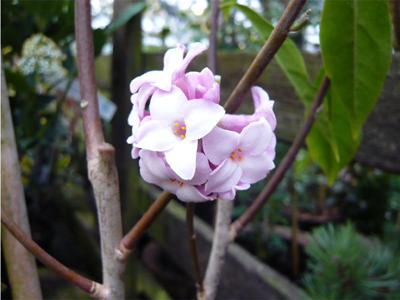 Daphne bholua ‘Jaqueline Postill’-0