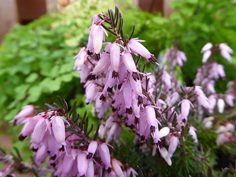 Erica carnea 'Rosy Gem' (9cm pot)-14674