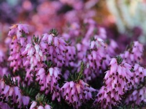 Erica carnea 'Rosy Gem' (9cm pot)-0