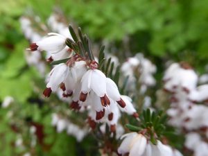 Erica x darleyensis 'White Glow' (1 litre pot)-0