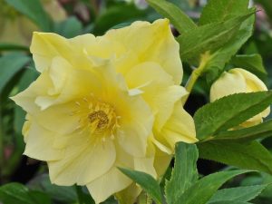 Helleborus x hybridus (Ashwood Evolution Group) Yellow Double. New and Exclusive-0
