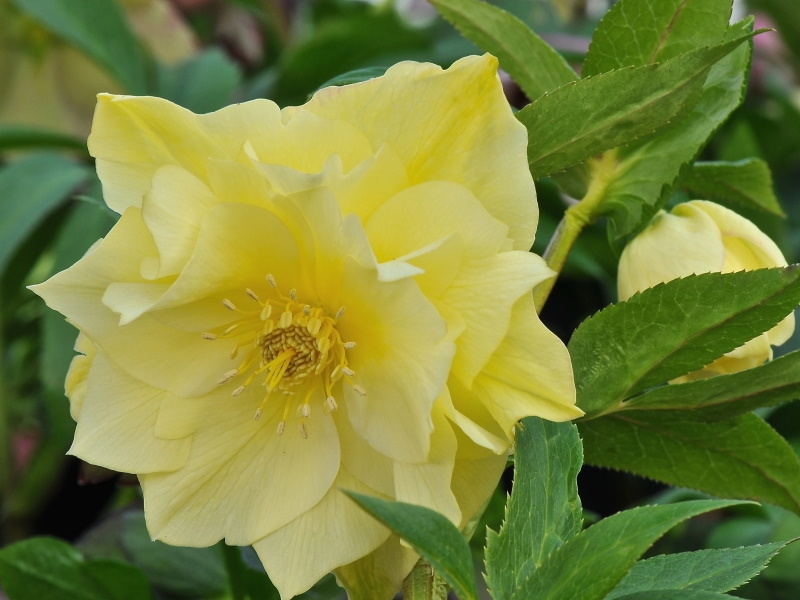 Helleborus x hybridus (Ashwood Evolution Group) Yellow Double. New and Exclusive-0