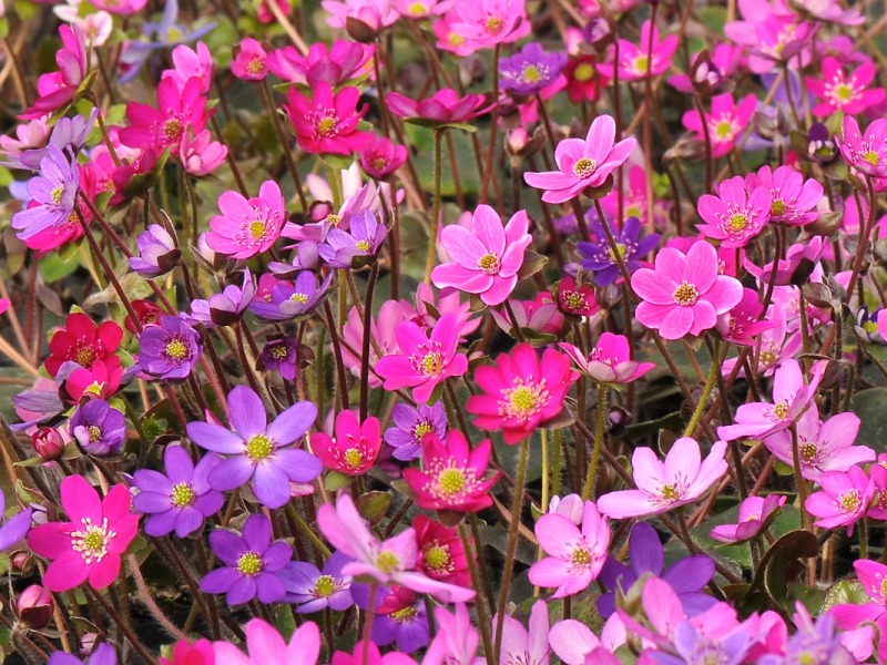 Hepatica japonica var. nipponica f. magna mixed-0