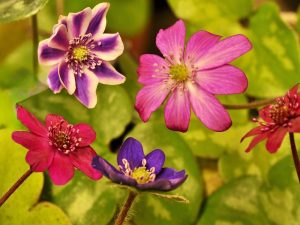 Hepatica japonica var. nipponica f. magna mixed-0