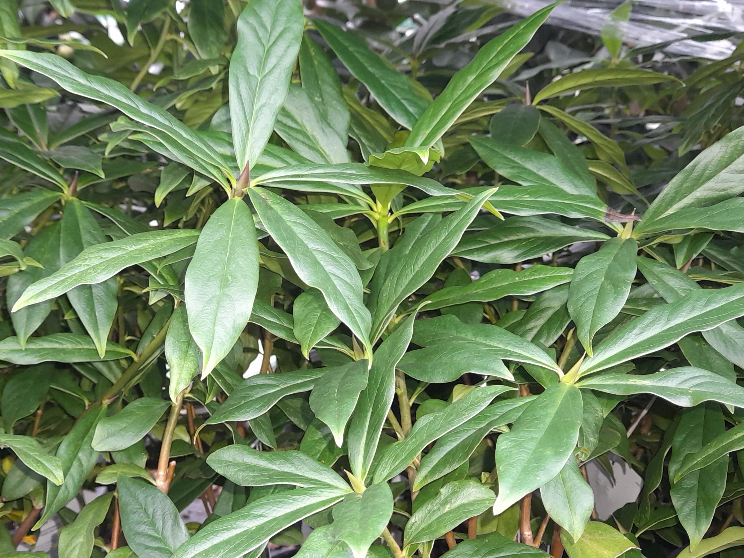 Daphne bholua ‘Jaqueline Postill’-26547