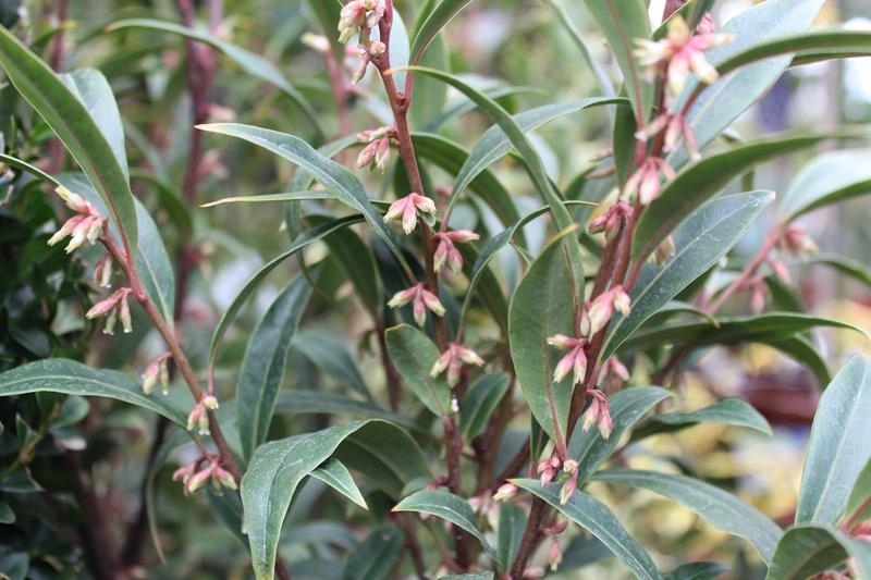 Sarcococca hookeriana-0