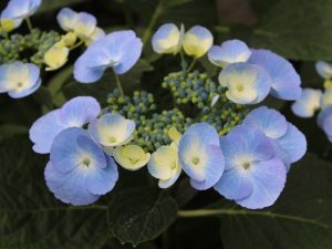 Hydrangea macrophylla 'Blauling'-0