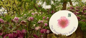 A double accolade at RHS Chelsea