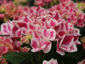 Hydrangea macrophylla 'Red Ace'-0