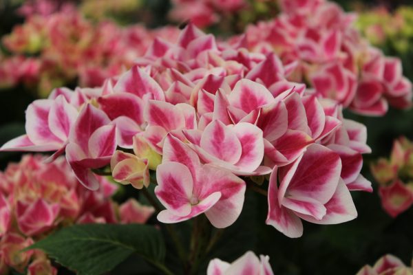Hydrangea macrophylla 'Red Ace'-0