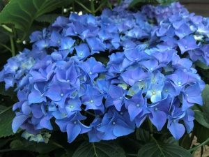 Hydrangea macrophylla 'Early Blue'-0