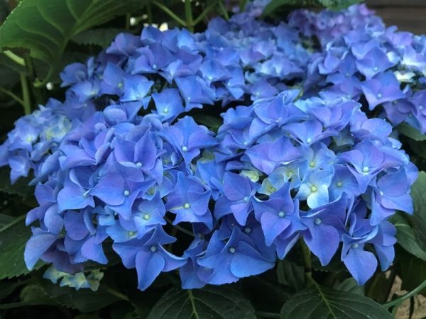Hydrangea macrophylla 'Early Blue'-0
