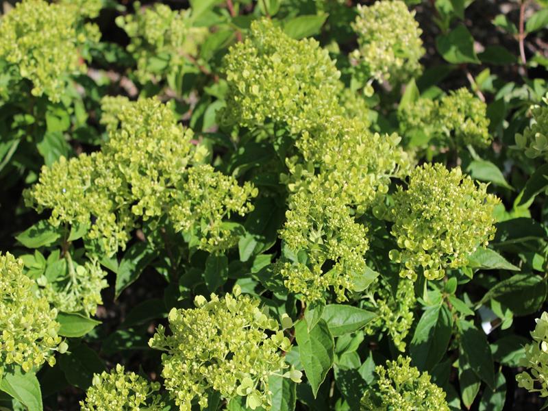 Hydrangea paniculata Little Lime 'Jane'-14883