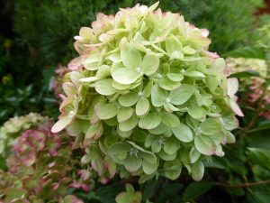 Hydrangea paniculata Little Lime 'Jane'-0