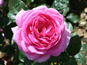 Rosa 'Mum in a Million' in a Patio Pot-0