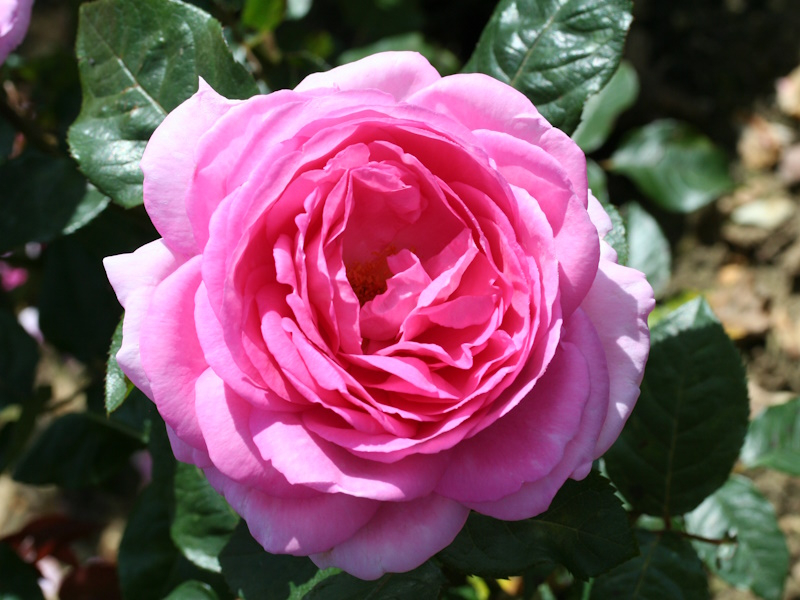 Rosa 'Mum in a Million' in a Patio Pot-0