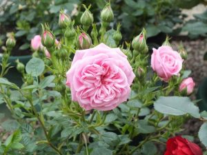 Rosa 'Silver Wishes' in a Patio Pot-0