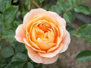 Rosa 'Sweet Dream' in a Patio Pot-0