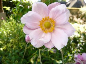 Anemone x hybrida 'Queen Charlotte'(Konigin Charlotte)-0