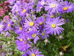 Aster amellus 'Sonora'-0