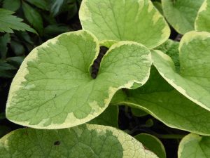 Brunnera macrophylla 'Hadspen Cream'-0