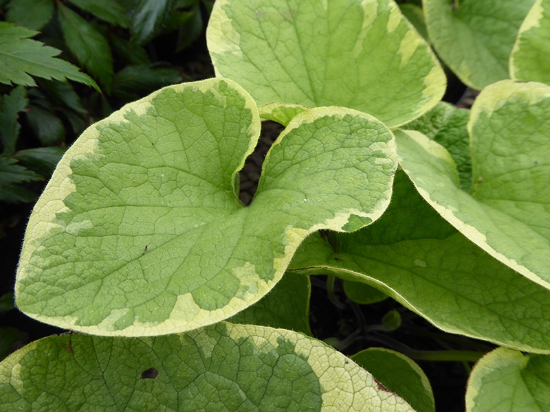 Brunnera macrophylla 'Hadspen Cream'-0