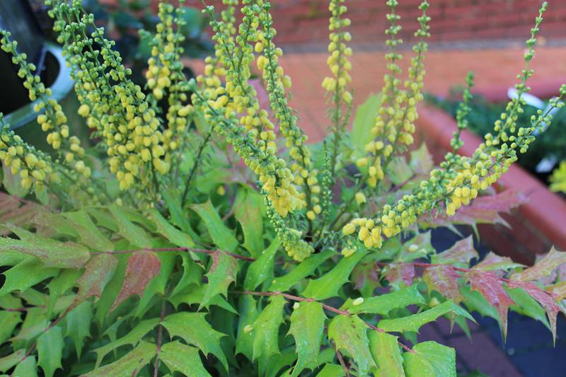 Mahonia x media 'Winter Sun'(7.5 litre)-14887