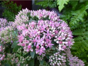 Sedum 'Carl'-0