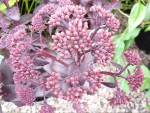 Sedum Purple Emperor-0