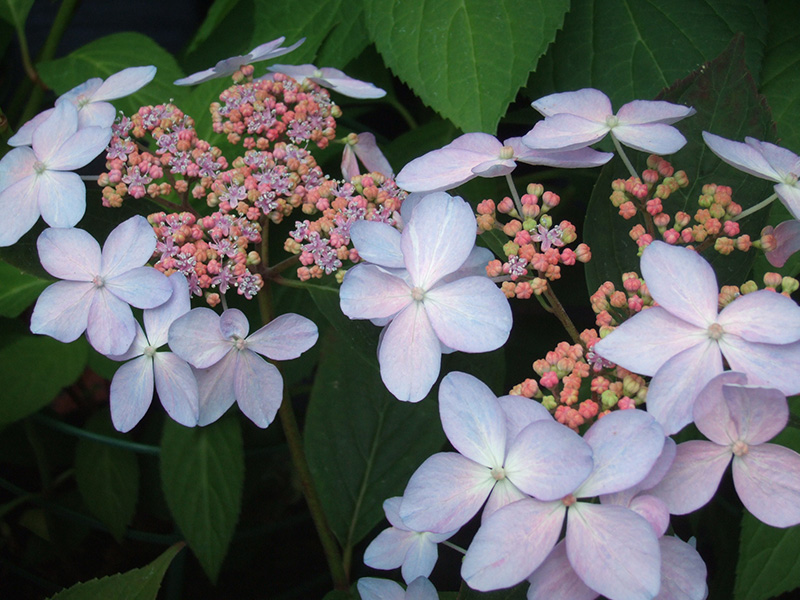 Hydrangea serrata 'Tiara' (Supplied as blue/lilac)-0