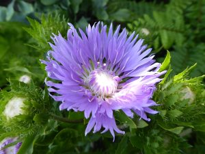 Stokesia laevis 'Blue Frills'-0