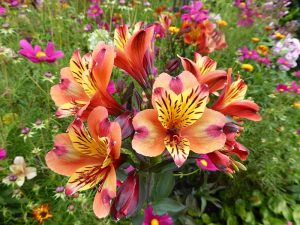 Alstroemeria 'Indian Summer'-0