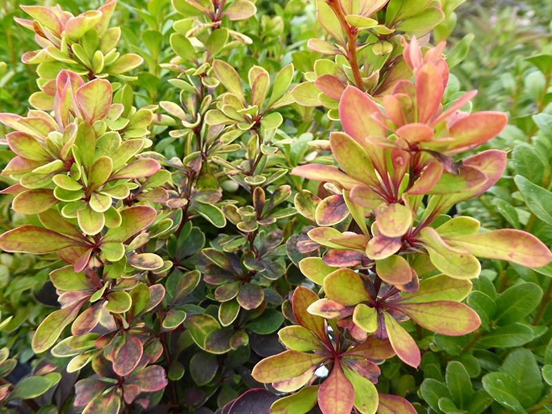 Berberis thunbergii 'Orange Torch'-15056