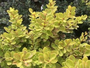 Berberis thunbergii 'Orange Torch'-0