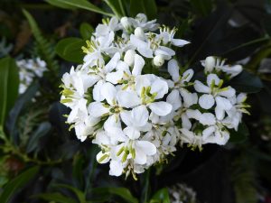 Escallonia bifida-0