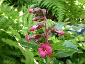 Escallonia rubra 'Macrantha'-0