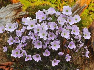 Hepatica americana-0