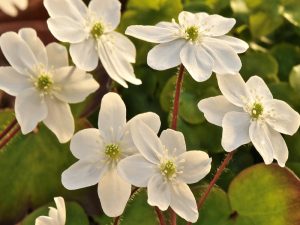 Hepatica nobilis ex 'Alabaster'-0