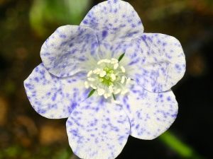 Hepatica nobilis 'Bavarian Blue'-0